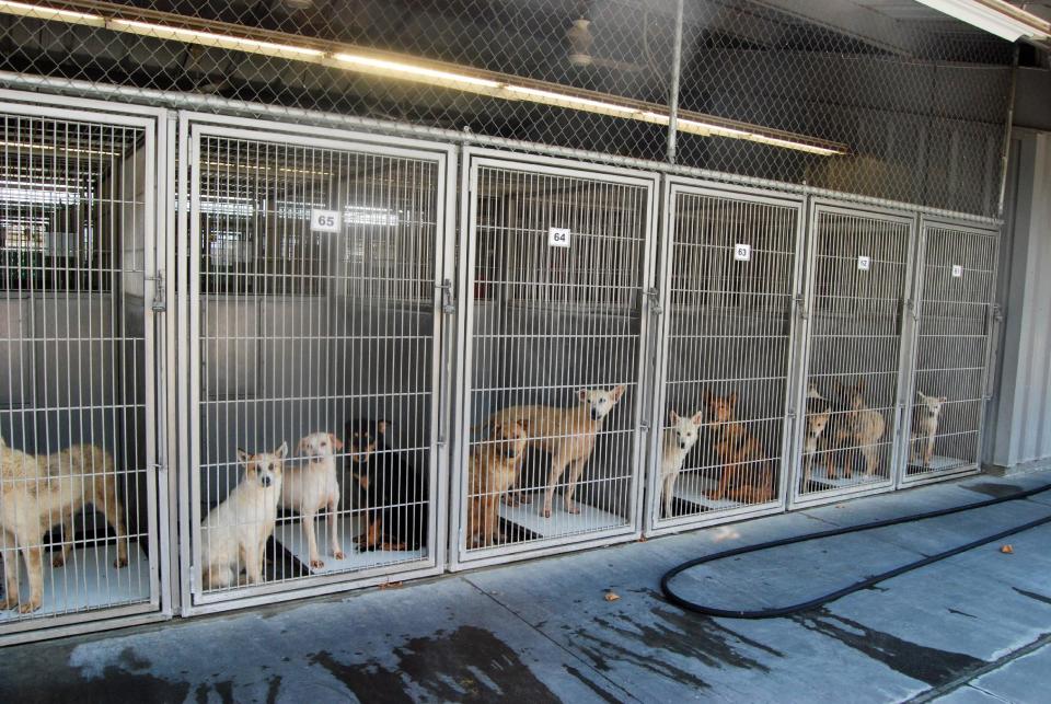 This image provided by the San Bernardino County Animal Shelter in San Bernardino, Calif., shows dogs at the shelter on Friday, July 5, 2013. The animals, seized from a hoarder two weeks ago, had been living in one large pack for years without proper food, medical care or human interaction, officials said. They can only be released to rescue groups because of the costly and extensive medical care and behavior work they need. (AP Photo/San Bernardino County Animal Shelter, C.L. Lopez)