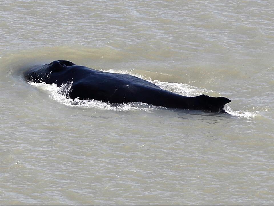 A humpback whale swims in the East Alligator River in the Kakadu National Park in Australia's Northern Territory.  (Northern Territory Government/AP)