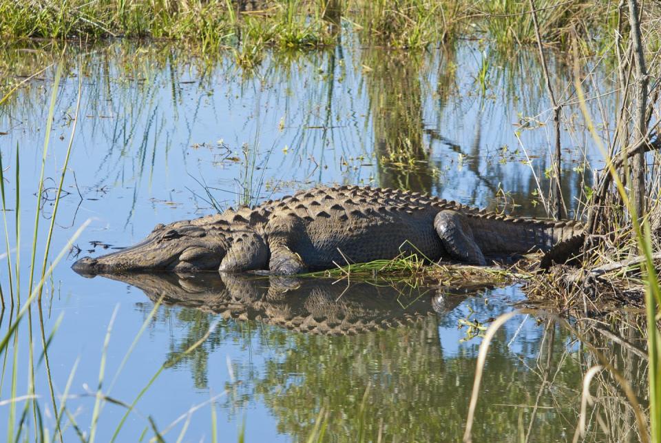 Le sang de tous les alligators de la rivière Cape Fear testés en 2022 comportait des PFAS. <a href="https://www.shutterstock.com/image-photo/very-large-north-american-alligator-sunning-119147755" rel="nofollow noopener" target="_blank" data-ylk="slk:Denton Rumsey/Shutterstock;elm:context_link;itc:0;sec:content-canvas" class="link ">Denton Rumsey/Shutterstock</a>