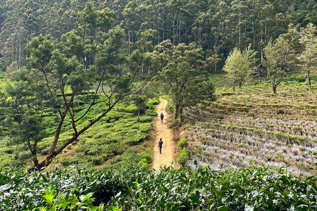 <p>Courtesy of The Pekoe Trail</p> Hikers on the Pekoe Trail, which was designed to boost tourism.