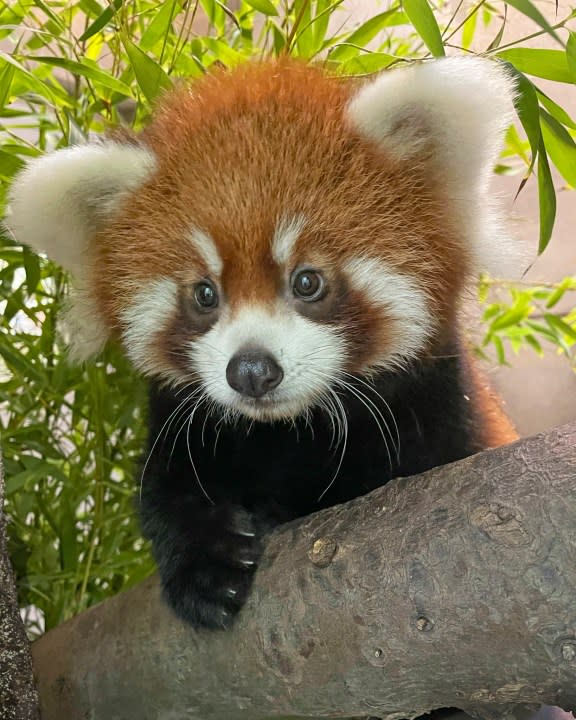 A red panda born at the San Diego Zoo is seen in an undated photo. (San Diego Zoo Wildlife Alliance)