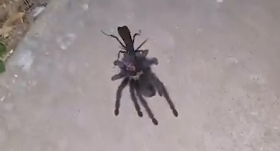 A wasp drags the paralysed tarantula away to its nest to feed its offspring. Source: Caters