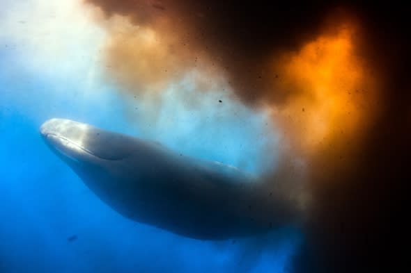 Giant whale 'poonado' covers unlucky divers