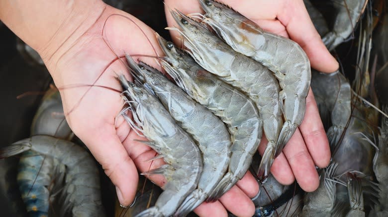 fresh prawns close up