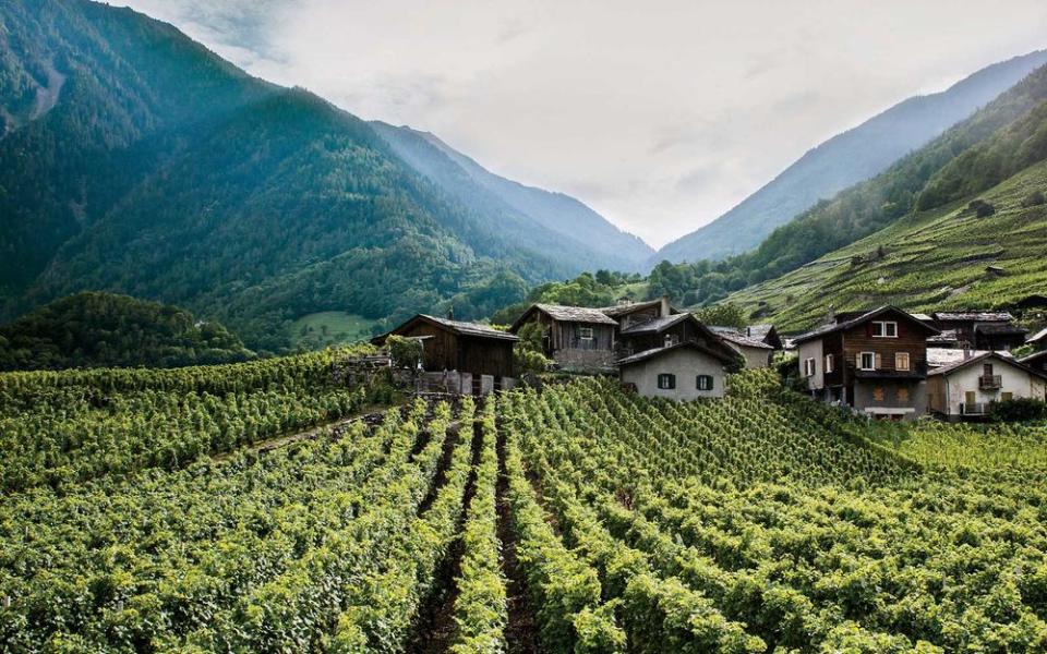 A vineyard in the village of Le Perrey, in the Valais, where the winemakers at Domaine Gérald Besse source their grapes.
