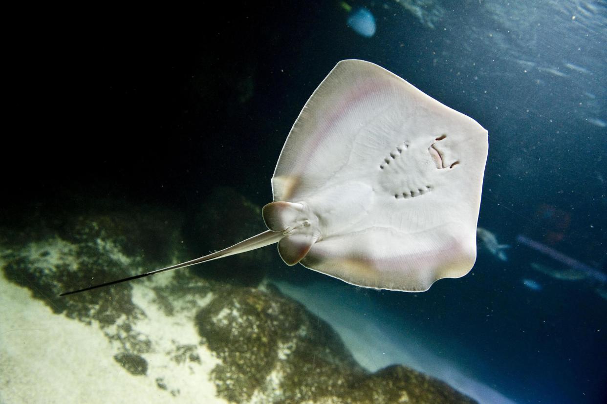 A file image of a stingray as a swimmer in Australia died after being stung: PA