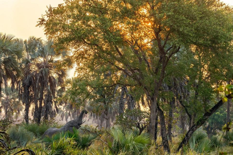 A male elephant grabs an evening snack in Mozambique’s Gorongosa National Park. Most of the park’s elephants were killed for their ivory, used to buy weapons during the nation’s 15-year civil war, which ended in 1992. With poaching controlled, the population is recovering. (National Geographic/Charlie Hamilton-James)