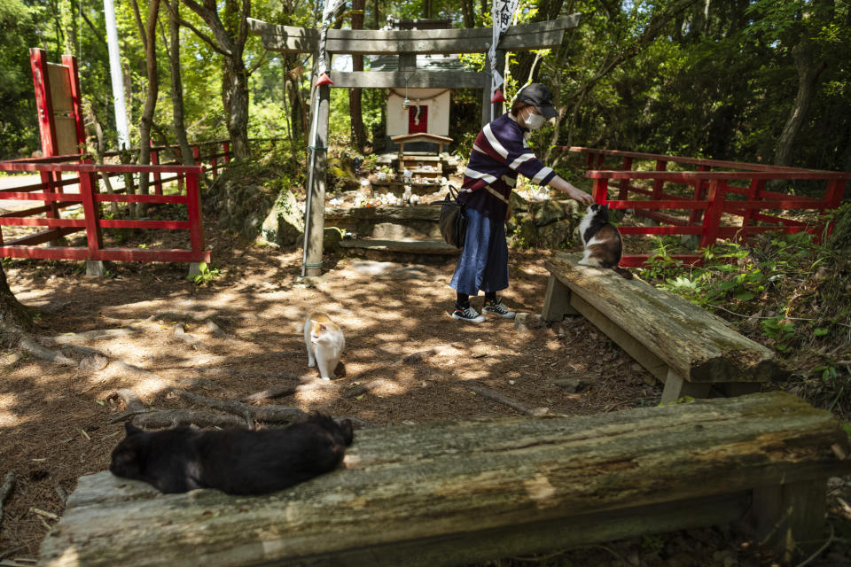 A tourist pets a cat, as other cats hang out at a shrine dedicated to the feline on Tashirojima island in Ishinomaki, northeastern Japan, Saturday, May 18, 2024. (AP Photo/Hiro Komae)