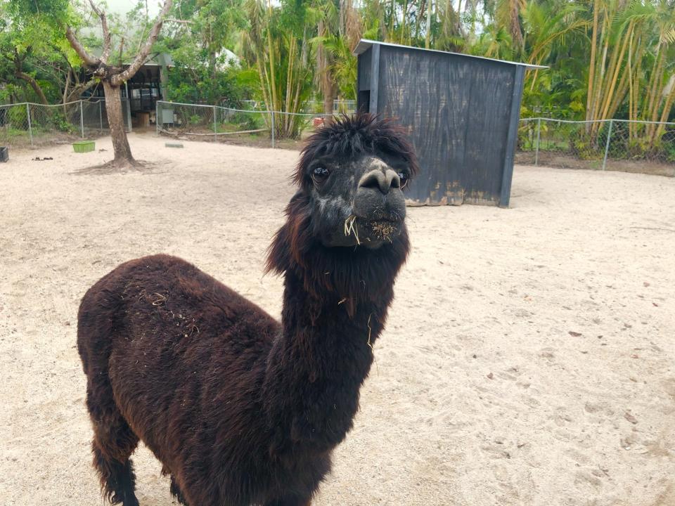 Halo the alpaca is one of about 350 animals at Shell Factory Nature Park.