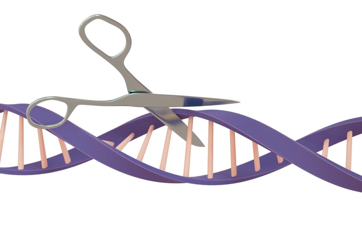 <span class="caption">CRISPR/Cas is a tool for editing genes.</span> <span class="attribution"><a class="link " href="https://www.gettyimages.com/detail/illustration/editing-conceptual-illustration-royalty-free-illustration/1155266084" rel="nofollow noopener" target="_blank" data-ylk="slk:STEVEN MCDOWELL/SCIENCE PHOTO LIBRARY / Getty Images;elm:context_link;itc:0;sec:content-canvas">STEVEN MCDOWELL/SCIENCE PHOTO LIBRARY / Getty Images</a></span>