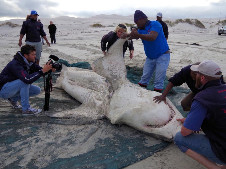 People inspect the carcass of a great white shark.