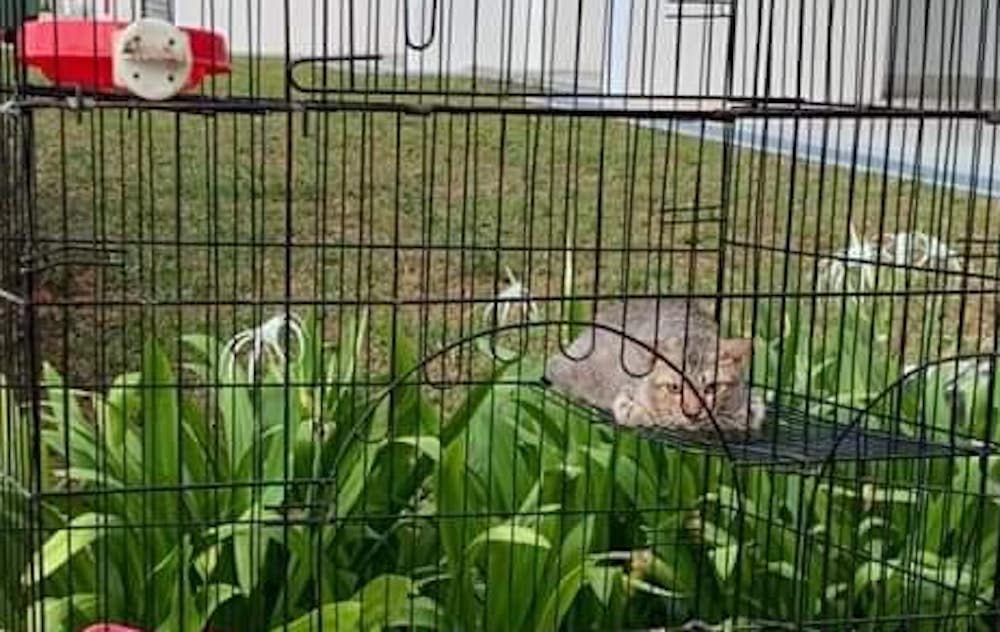 One of the abandoned cats. (PHOTO: Sayang Our Singapore's Community Cats/Facebook)