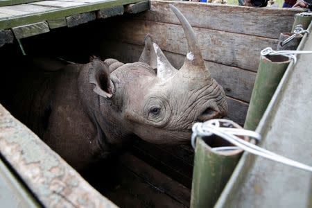 FILE PHOTO: A female black Rhino stands in a box before being transported during rhino translocation exercise In the Nairobi National Park, Kenya, June 26, 2018. REUTERS/Baz Ratner/File Photo