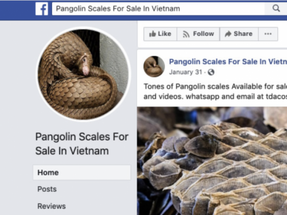 Pangolins were advertised for sale on Facebook, according to a new investigation (Facebook)