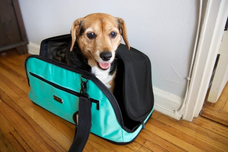 Best Pet Carrier: Sleepypod Air