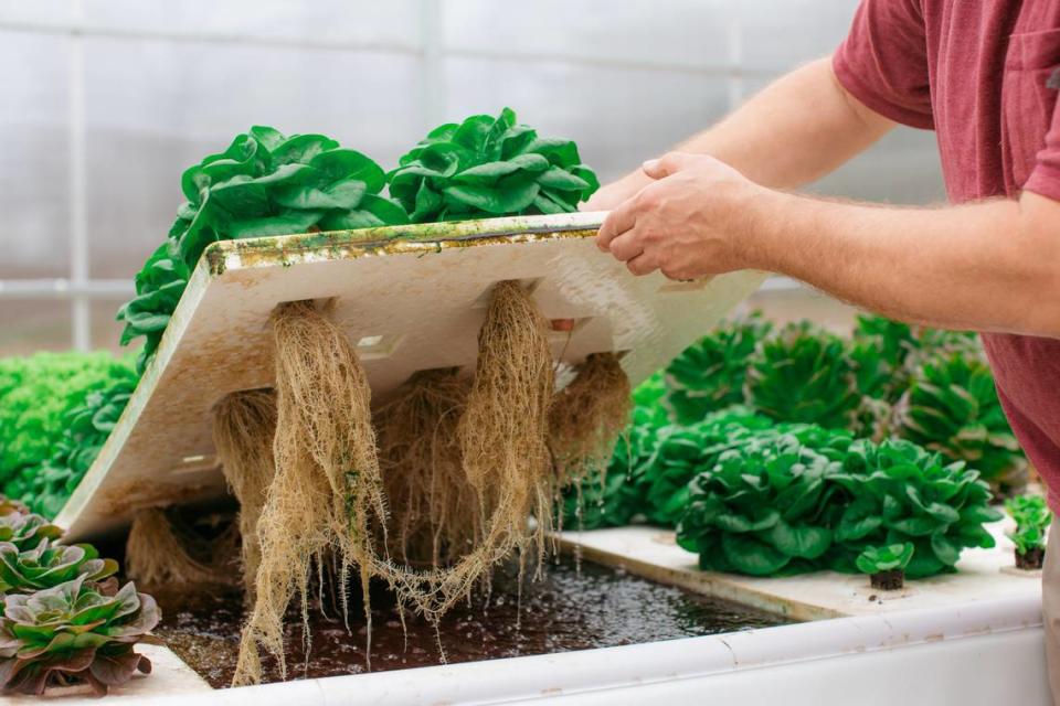 Jeff Raven of Blackbird Farm shows the roots growing below the oakleaf lettuce grown aquaponically. Charity Raven/Submitted