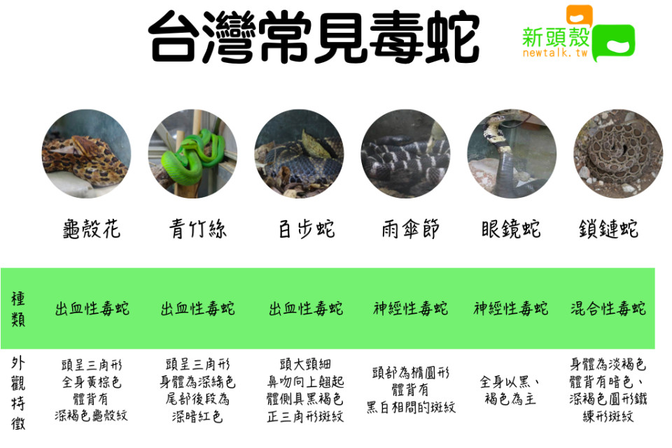 台灣常見毒蛇 圖：新頭殼/製表