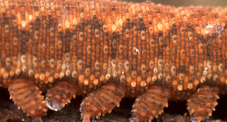 A close up image of an Ooperipatus centunculus. It's head cannot be seen.