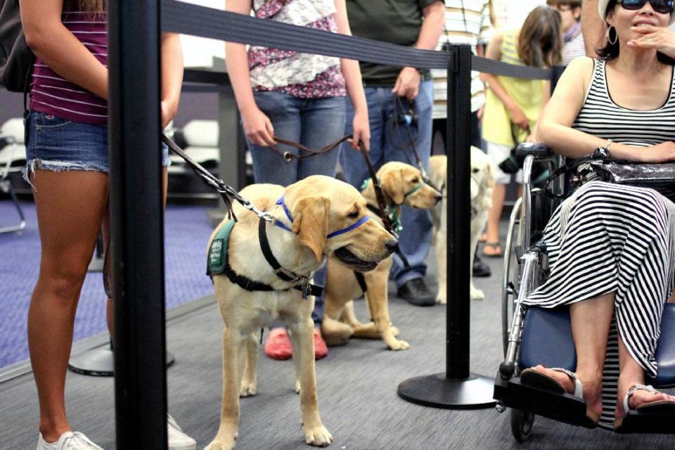 In this July 14, 2012, photo, provided by Air Hollywood, members and volunteers from Guide Dogs for the Blind (GDB) take a K9 flight class, as they experience airport distractions during a simulated airport security check in at the K9 school in Los Angeles. The idea was the brainchild of Talaat Captan, president and CEO of Air Hollywood, the world's largest aviation-themed film studio, who noticed a dog owner having a rough go getting a dog through airport security. (AP Photo/Air Hollywood, Matt Souder)