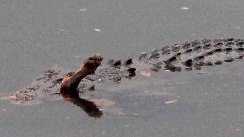 Purebred one-year-old Kelpie pup Rusty was playing near a creek when he was grabbed and devoured by a crocodile at the Horton family home at Belvedere, north of Innisfail, last weekend. Source: Cairns Post