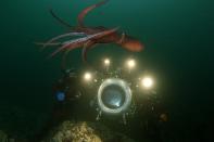 A giant Pacific octopus swims gracefully above the IMAX® camera in the cold waters of British Columbia.