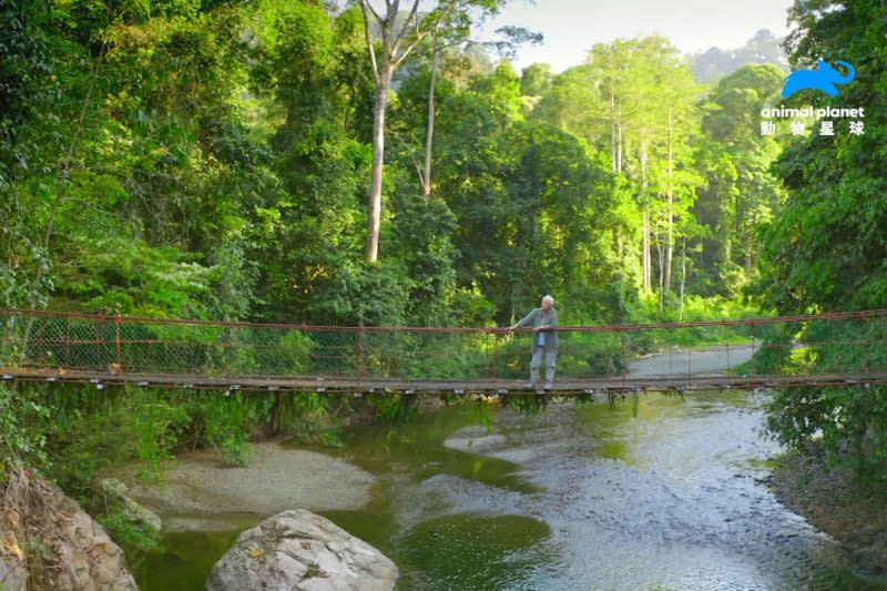 朱蒂丹契深入東南亞婆羅洲的原始熱帶雨林，也是地球上最古老的熱帶雨林，這裡未經砍伐，沒有打獵活動，也沒有聚落。（動物星球頻道提供）