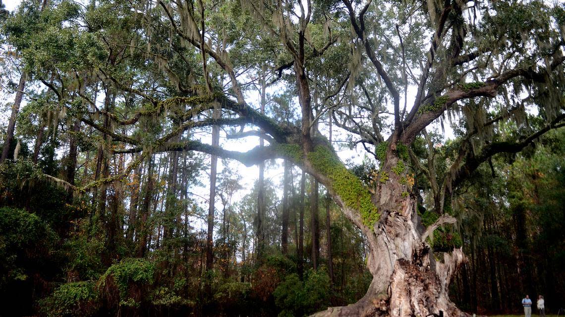 The Cherry Hill Plantation live oak in Port Royal dwarfs two people at a ceremony in 2013 when it was presented the state’s 2013 Heritage Tree Award by Trees SC. The tree, estimated to be between 350 and 400 years old, was threatened by development.