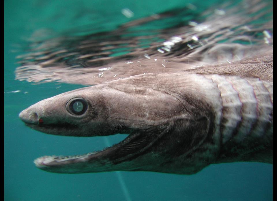  In this handout picture released by Awashima Marine Park, a 1.6 meter long Frill shark swims in a tank after being found by a fisherman at a bay in Numazu, on January 21, 2007 in Numazu, Japan. The frill shark, also known as a Frilled shark usually lives in waters of a depth of 600 meters and so it is very rare that this shark is found alive at sea-level. Its body shape and the number of gill are similar to fossils of sharks which lived 350,000,000 years ago. (Photo by Awashima Marine Park/Getty Images)