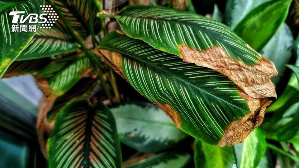 家中植栽突然死亡也要注意。（示意圖／Shutterstock達志影像）