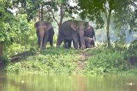 A herd of wild elephants take shelter on a higher plaace at flooded Kaziranga National Park in the northeastern state of Assam. (Photo credit should read Anuwar Ali Hazarika/Barcroft Media via Getty Images)