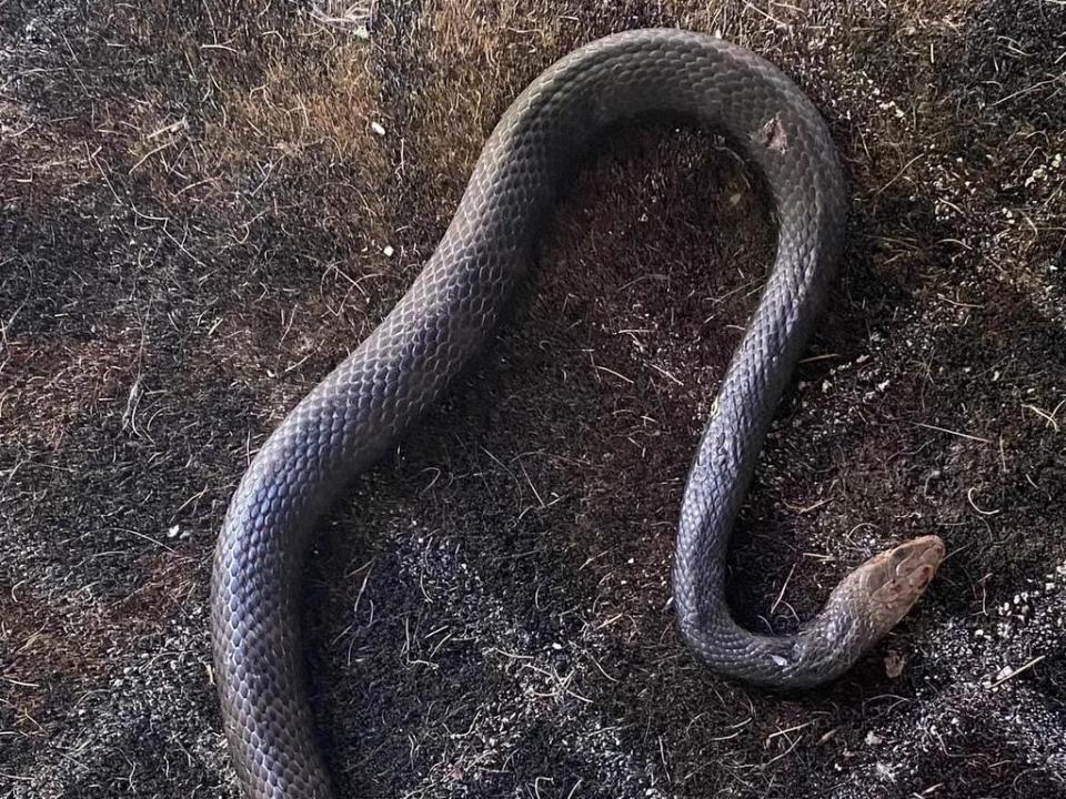 The snake disappeared into the garden after being separated from the feline. Picture: Rebecca Daynes