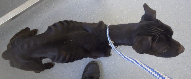 Chesterfield Magistrates’ Court heard the dog was so emaciated that he had no muscles in his legs (SWNS)