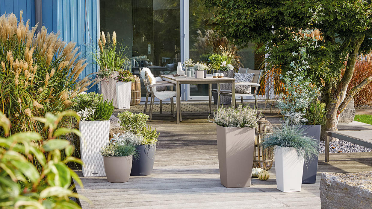  plants growing in containers on a patio 