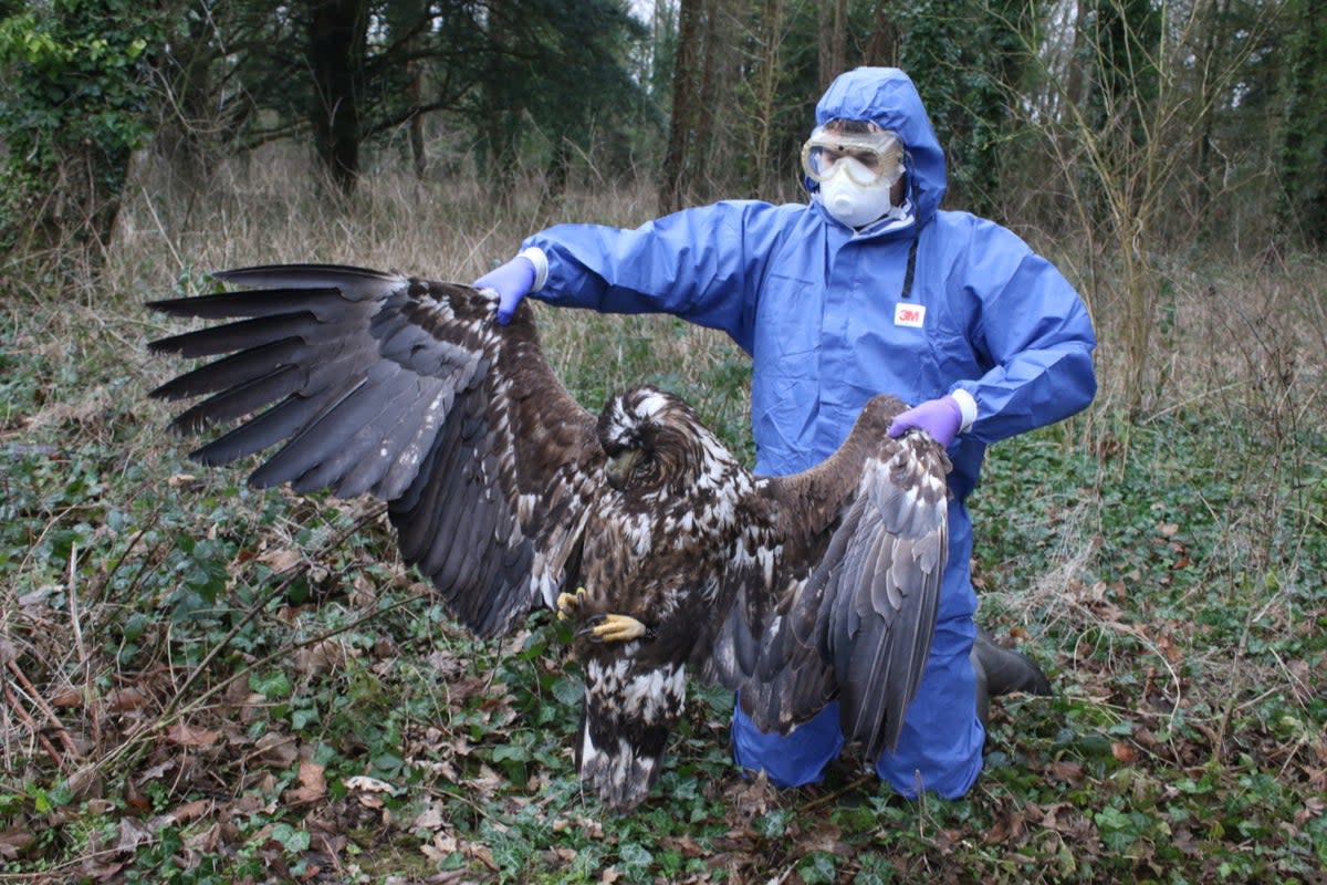 The UK’s largest bird of prey is the white-tailed eagle. This one was found having been poisoned on a shooting estate in Dorset (RSPB)