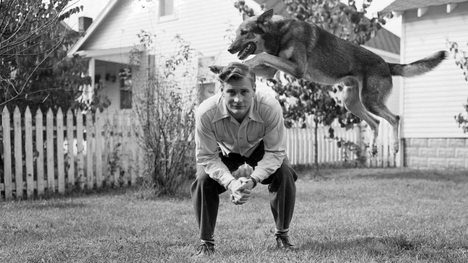 U.S. Army Sgt. James Hellard, who returned from Germany August 31, 1946 posed for an action photo with his adopted Nazi-trained war dog, Tiger, at his home in Lexington. Tiger, a 90 pound police dog was captured in May 1945 near Camp Dachau by a soldier in Sgt. Hellard’s company. Taken from an SS captain, he was brought back to the camp to be a mascot. When first brought to camp he exhibited a hatred for G.I.’s by biting them, thus earning the name Tiger. After some retraining by Sgt. Hellard he gradually lost his intense dislike for Americans. Published in the Lexington Herald October 2, 1946.
