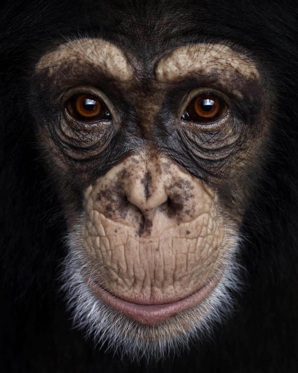 A chimpanzee poses for its close-up as part of photographer Brad's stunnng collection (Brad Wilson/Doinel Gallery)