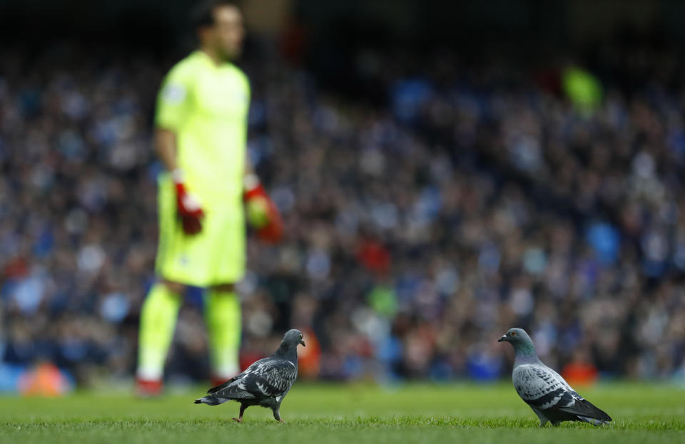 Britain Football Soccer - Manchester City v Chelsea - Premier League - Etihad Stadium - 3/12/16 Pigeons on the pitch Action Images via Reuters / Jason Cairnduff Livepic EDITORIAL USE ONLY. No use with unauthorized audio, video, data, fixture lists, club/league logos or "live" services. Online in-match use limited to 45 images, no video emulation. No use in betting, games or single club/league/player publications. Please contact your account representative for further details.