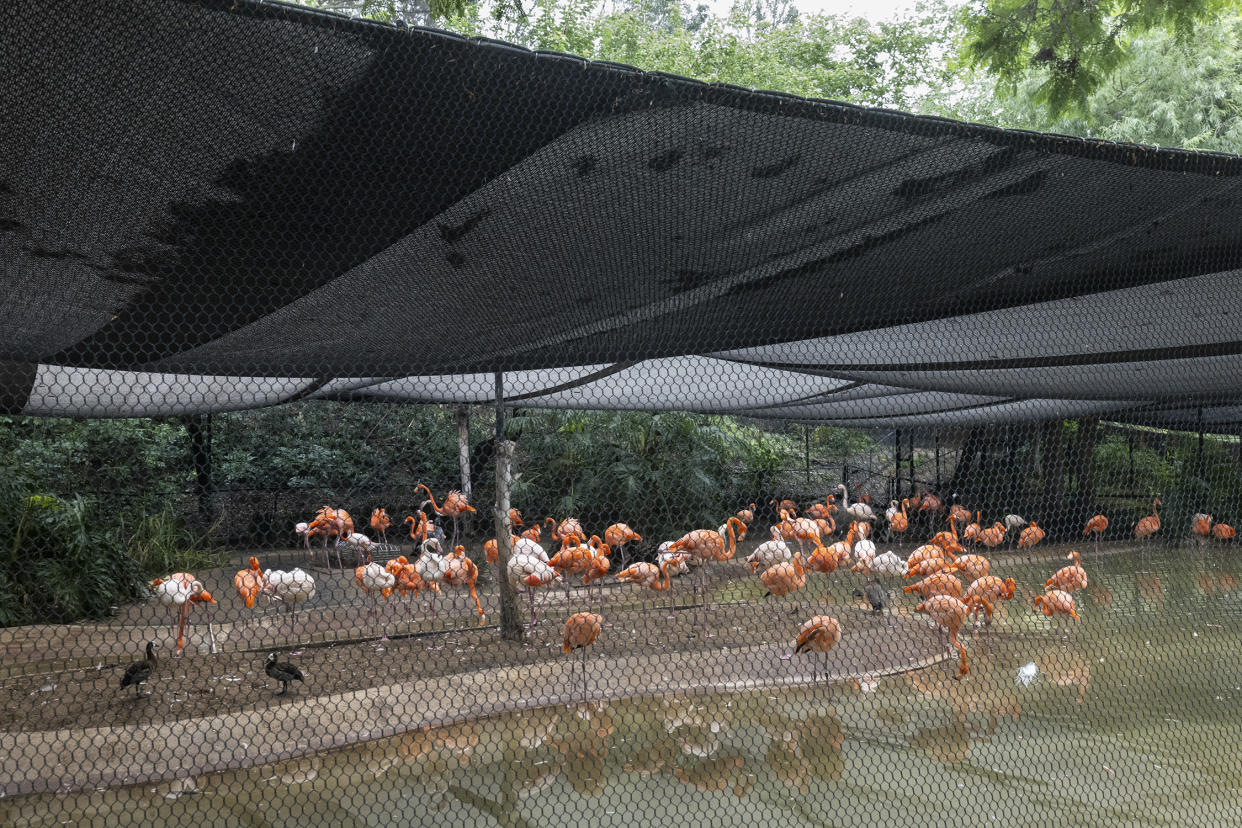 Una fotografía proporcionada por el zoológico de San Diego muestra a los flamencos en un hábitat cubierto. (Zoológico de San Diego vía The New York Times)
