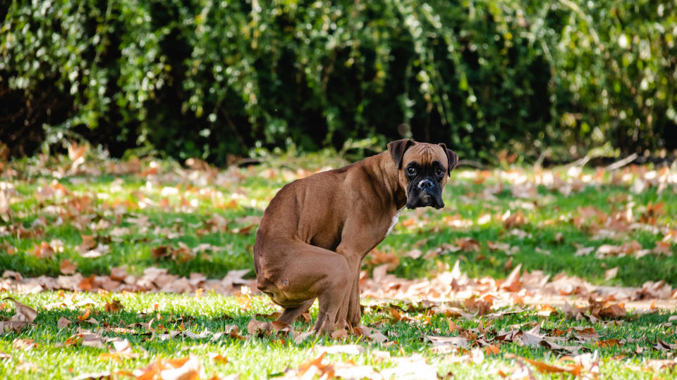 dog looking round while pooping