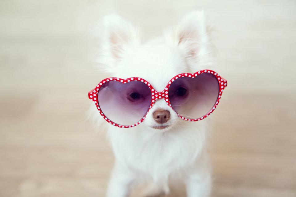 dog with heart sunglasses valentines day jokes