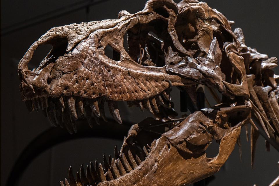 A Gorgosaurus skeleton skull at Sotheby's