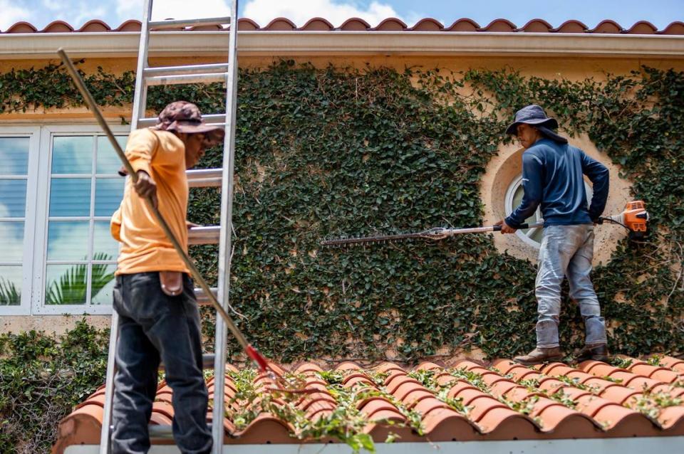 Landscapers Kevin Perez, 26, right, and his father, Ciro Perez, 49, work to trim leaves while working at a home on Thursday, May 11, 2023, in Coral Gables, Fla. MATIAS J. OCNER/mocner@miamiherald.com