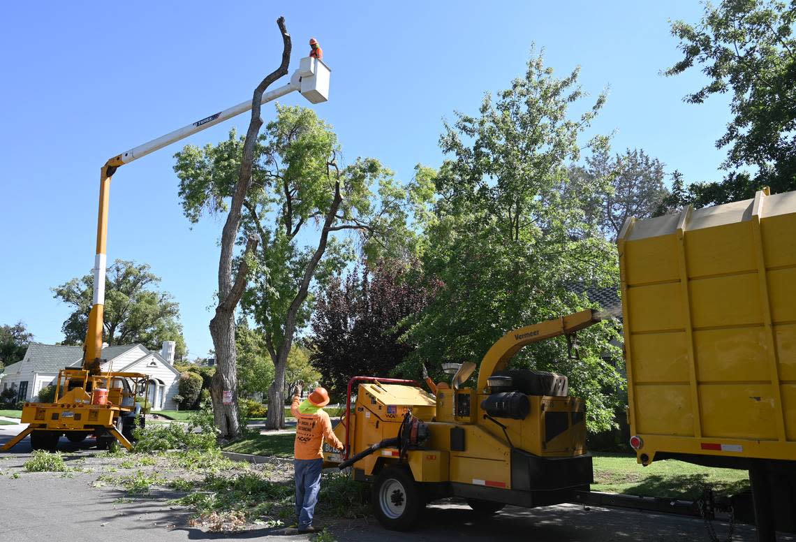 Workers cut down a dead tree on Wilson and Brown avenues in Fresno on Wednesday, Aug. 24, 2022. The workers were hired by the city to trim trees in the area but were told to hold off on trimming the trees on Harvard Avenue due to residents’ complaints.