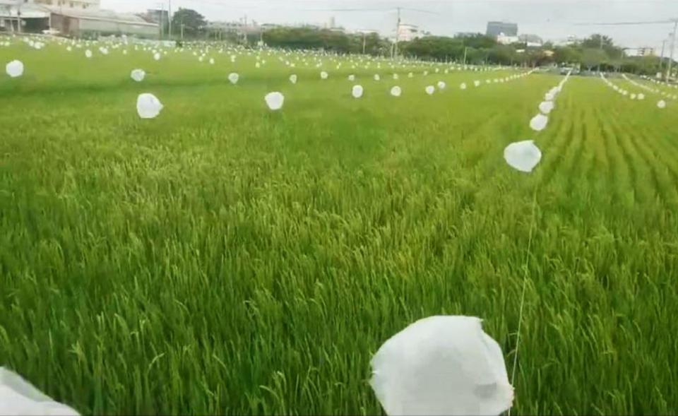 清水農民在稻田中串起塑膠袋，風逸飄揚驅鳥效果佳。（記者陳金龍攝）