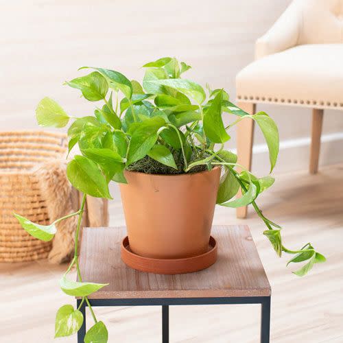 10) Golden Pothos