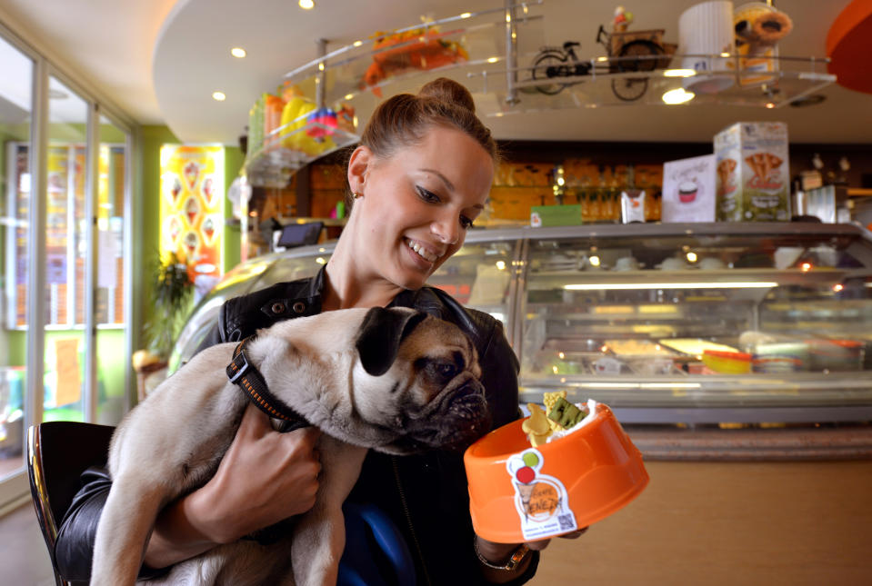 A pug named 'Romeo' laps up liver sausage ice cream from a bowl at the ice cream parlour Venezia in Birkenfeld, Germany.