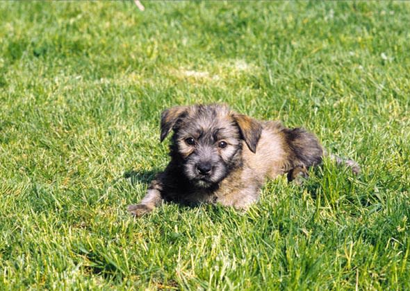 Glen of Imaal Terrier