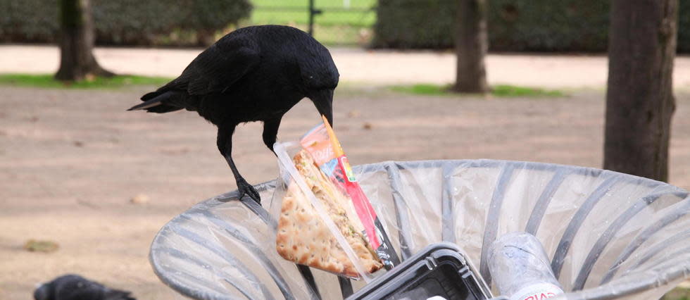 Pour pousser corbeaux, pies et autres pigeons à se transformer en fées du logis, la machine va distribuer une récompense pour chaque déchet déposé.
