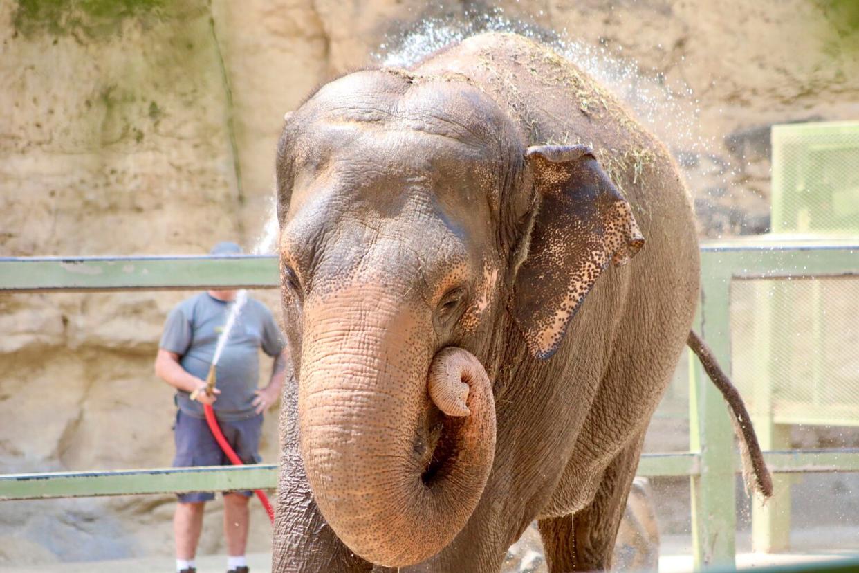 Elderly Asian elephant from San Antonio Zoo to spend remaining years at sanctuary