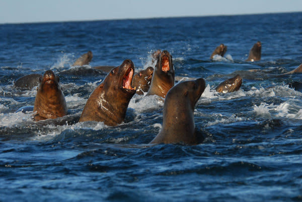 NOAA scientists are testing unmanned planes as a better approach to surveying populations of endangered Steller sea lions like these off of Finch Point, Seguam Island, Alaska.